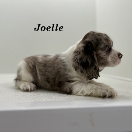 puppy, for, sale, Cocker Spaniel, Joe & Cherri  Overlease, dog, breeder, Miller, MO, dog-breeder, puppy-for-sale, forsale, nearby, find, puppyfind, locator, puppylocator, aca